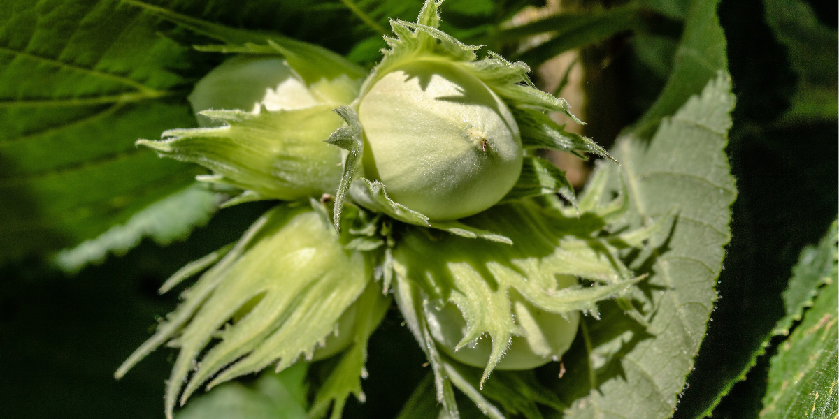 Hazelnuts